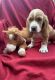 Basset Hound Puppies for sale in 1869 N3900 Rd, Bennington, OK 74723, USA. price: $500