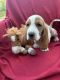 Basset Hound Puppies for sale in 1869 N3900 Rd, Bennington, OK 74723, USA. price: $450