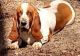 Basset Hound Puppies for sale in Wilkesboro, NC, USA. price: $200