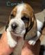 Basset Hound Puppies for sale in Dallas, TX, USA. price: $600