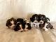 Basset Hound Puppies for sale in St. Louis, MO, USA. price: $650