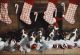 Basset Hound Puppies for sale in Battle Ground, Washington. price: $1,500