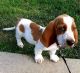 Basset Hound Puppies for sale in Tampa, Florida. price: $500