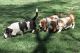 Basset Hound Puppies for sale in Oklahoma City, Oklahoma. price: $500