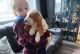 Basset Hound Puppies for sale in Louisville, Kentucky. price: $500