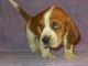 Basset Hound Puppies for sale in San Antonio, Texas. price: $400