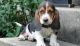 Basset Hound Puppies for sale in Montgomery, Alabama. price: $950
