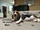 Basset Hound Puppies for sale in Espanola, New Mexico. price: $2,000