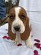 Basset Hound Puppies for sale in Carrollton, Georgia. price: $800