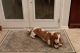 Basset Hound Puppies for sale in Tarpon Springs, Florida. price: $950