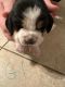 Basset Hound Puppies for sale in Baytown, TX, USA. price: $550