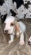 Basset Hound Puppies for sale in Plant City, Florida. price: $1,300