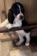 Basset Hound Puppies for sale in Fayetteville, Arkansas. price: $450