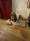 Basset Hound Puppies for sale in Willis, Texas. price: NA