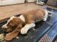 Basset Hound Puppies for sale in Riverside, California. price: $500