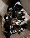 Basset Hound Puppies for sale in Stephenville, Texas. price: $350