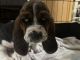Basset Hound Puppies for sale in Pasco, Washington. price: $1,000