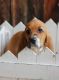 Basset Hound Puppies for sale in Spanish Fort, Alabama. price: $300