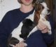 Basset Hound Puppies for sale in North Charleston, SC, USA. price: $500