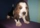 Basset Hound Puppies for sale in Coral Springs, FL, USA. price: NA