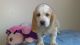 Basset Hound Puppies for sale in Lake Butler, FL 32054, USA. price: NA