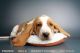 Basset Hound Puppies for sale in San Diego, CA, USA. price: $1,895