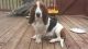 Basset Hound Puppies for sale in Russellville, KY 42276, USA. price: $550