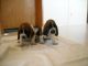 Basset Hound Puppies for sale in Edwards, NY 13635, USA. price: NA