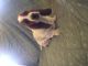 Basset Hound Puppies for sale in Atlanta, GA, USA. price: $600