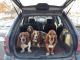 Basset Hound Puppies for sale in Flint, MI, USA. price: NA