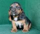 Basset Hound Puppies for sale in Austonio, TX 75835, USA. price: NA