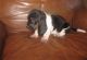 Basset Hound Puppies for sale in Oak Park, MI 48237, USA. price: NA