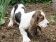 Basset Hound Puppies for sale in Ventura, CA, USA. price: NA