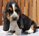 Basset Hound Puppies for sale in Evansville, IN, USA. price: NA