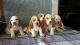 Basset Hound Puppies for sale in Ontario, CA, USA. price: NA