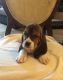 Basset Hound Puppies for sale in Victorville, CA, USA. price: NA