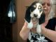 Basset Hound Puppies for sale in Carrollton, TX, USA. price: NA