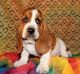 Basset Hound Puppies for sale in Inglewood, CA, USA. price: NA
