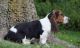 Basset Hound Puppies for sale in Lancaster, CA, USA. price: $400