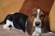 Basset Hound Puppies for sale in Moreno Valley, CA, USA. price: $400