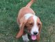 Basset Hound Puppies for sale in Murrieta, CA, USA. price: NA