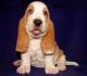 Basset Hound Puppies for sale in Oakland, CA, USA. price: NA