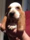 Basset Hound Puppies for sale in North Delta, Delta, BC V4C, Canada. price: NA