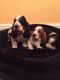 Basset Hound Puppies for sale in Monroeville, OH 44847, USA. price: NA