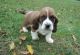 Basset Hound Puppies for sale in Colorado Springs, CO, USA. price: NA