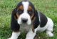 Basset Hound Puppies for sale in Dallas, TX, USA. price: $450