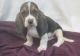 Basset Hound Puppies for sale in Batesburg-Leesville, SC, USA. price: NA