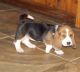 Basset Hound Puppies for sale in Albuquerque, NM, USA. price: NA