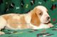 Basset Hound Puppies for sale in Jackson, GA 30233, USA. price: NA