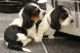 Basset Hound Puppies for sale in South Miami, FL, USA. price: NA
